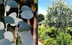 Mappa Tassie Cold Hardy Eucalyptus Tree (Eucalyptus Pauciflora) - 3 Gallon Pot -Trees And Plants eucalyptus mappa tassie combo 4