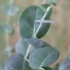 Big O Cold Hardy Eucalyptus Tree (Eucalyptus Neglecta) - 5 Gallon Pot (5-6') -Trees And Plants eucalyptus neglecta big 0 1 1