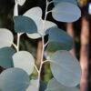 Mappa Tassie Cold Hardy Eucalyptus Tree (Eucalyptus Pauciflora) - 2 Gallon Pot -Trees And Plants eucalyptus pauciflora mappa tassie 1 2