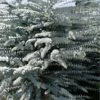 Bluey Cold Hardy Eucalyptus Tree (Eucalyptus Pulverulenta) - 3 Gallon Pot -Trees And Plants eucalyptus pulverulenta bluey 1 2