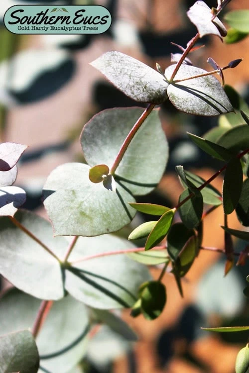 Maggie Cold Hardy Eucalyptus Tree (Eucalyptus Nova Anglica) - Quart Pot 3 Maggie Cold Hardy Eucalyptus Tree (Eucalyptus Nova Anglica) - Quart Pot