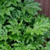 Fatsia Japonica - Japanese Aralia - Glossy Paper Plant - 3 Gallon Pot -Trees And Plants fatsia Japanese Aralia 1 500x750 3