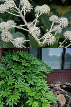 Fatsia Japonica - Japanese Aralia - Glossy Paper Plant - 1 Gallon Pot -Trees And Plants fatsia Japanese Aralia 2 500x750 1