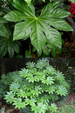 Fatsia Japonica (Japanese Aralia / Glossy Paper Plant) - 7 Gallon Pot -Trees And Plants fatsia Japanese Aralia 500x750 2