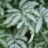 Silver Lace Fern - 5 Pack Of Quart Pots -Trees And Plants fern silver lace 5 thumbnail