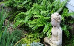 Japanese Holly Fern - Cyrtomium Falcatum 'Rochfordianum' - 2.5 Quart Pot -Trees And Plants fern20holly203