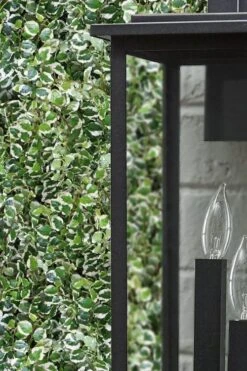 Variegated Creeping Fig - Ficus Pumila 'Variegata' - 5 Pack Of Pint Pots -Trees And Plants ficus pumila variegata creeping fig 101