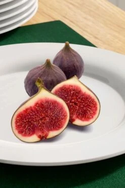 Texas Everbearing Fig Tree - 3 Gallon Pot -Trees And Plants fig texas everbearing 11