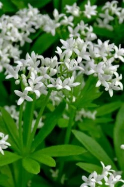 Sweet Woodruff (Galium Odoratum) - 5 Pack Of Quart Pots -Trees And Plants galium odoratum sweet woodruff 3