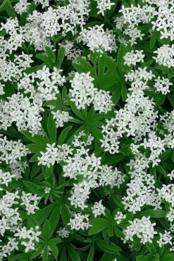 Sweet Woodruff (Galium Odoratum) - 5 Pack Of Quart Pots -Trees And Plants galium odoratum sweet woodruff 5