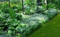 Sweet Woodruff (Galium Odoratum) - 5 Pack Of Quart Pots -Trees And Plants galium odoratum sweet woodruff 6