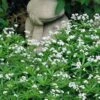 Sweet Woodruff (Galium Odoratum) - 5 Pack Of Quart Pots -Trees And Plants galium odoratum sweet woodruff 7