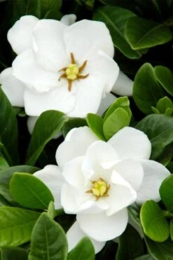 Buttons Gardenia - 6 Pack Of 1 Gallon Pots -Trees And Plants gardenia buttons 1 1