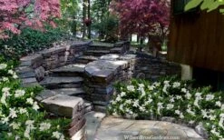 Celestial Star Gardenia - 1 Gallon Pot -Trees And Plants gardenia celestial star 5