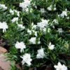 Radicans Creeping Dwarf Gardenia - 1 Gallon Pot -Trees And Plants gardenia creeping 22 1