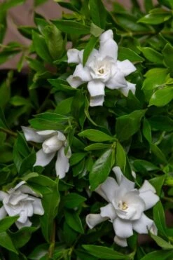 Fool Proof Gardenia - 2 Gallon Pot -Trees And Plants gardenia fool proof 4