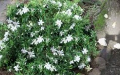 Frost Proof Gardenia - 1 Gallon Pot -Trees And Plants gardenia frost proof 50 2