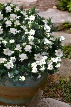 Buttons Gardenia - 6 Pack Of 1 Gallon Pots -Trees And Plants gardenia jasminoides buttons 10 1