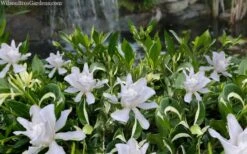 Crescent Moon Dwarf Gardenia - 6 Pack Of 1 Gallon Pots -Trees And Plants gardenia jasminoides crescent moon dwarf creeping 2 1