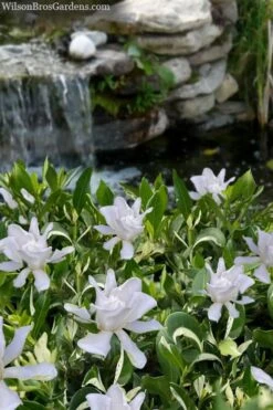 Crescent Moon Dwarf Gardenia - 1 Gallon Pot
