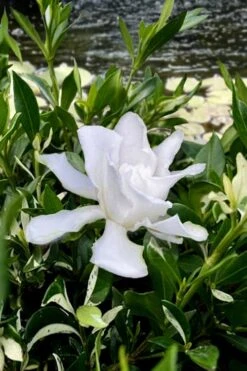 Crescent Moon Dwarf Gardenia - 6 Pack Of 1 Gallon Pots -Trees And Plants gardenia jasminoides crescent moon dwarf creeping 6 1