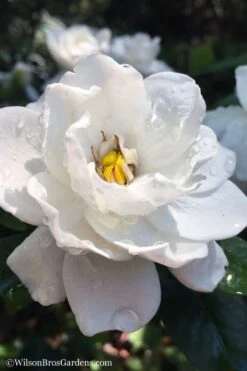 Crown Jewel Gardenia - 6-Pack Of 1 Gallon Pots -Trees And Plants gardenia jasminoides crown jewel 11