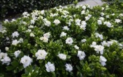 Crown Jewel Gardenia - 6-Pack Of 1 Gallon Pots -Trees And Plants gardenia jasminoides crown jewel 12