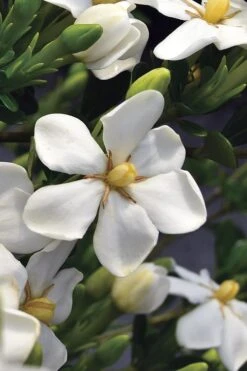 Snow Girl Hardy Dwarf Gardenia - 3 Gallon Pot -Trees And Plants gardenia jasminoides snow girl 2