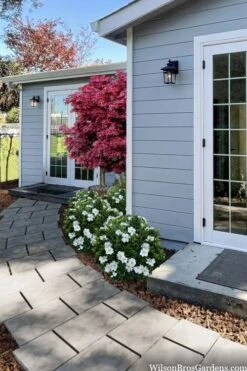 Snow Globe Gardenia - 3 Gallon Pot -Trees And Plants gardenia jasminoides snow globe 3