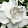 Snow Puff Hardy Gardenia - 1 Gallon Pot -Trees And Plants gardenia jasminoides snow puff 4