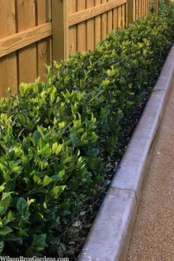 Summer Snow Gardenia - 3 Gallon Pot -Trees And Plants gardenia jasminoides summer snow 11