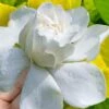 Gold Doubloon Gardenia - 3 Gallon Pot -Trees And Plants gardenia ogon no hana gold doubloon 10