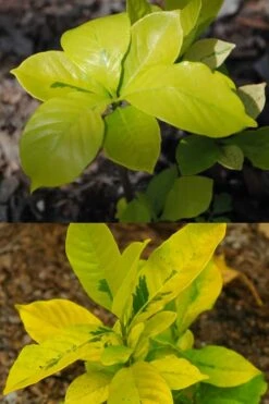 Gold Doubloon Gardenia - 3 Gallon Pot -Trees And Plants gardenia ogon no hana gold doubloon 4