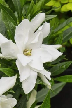 Radicans Creeping Dwarf Gardenia - 6 Pack Of 1 Gallon Pots -Trees And Plants gardenia radicans 22