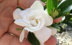 Jubilation Gardenia - 2 Gallon Pot -Trees And Plants gardeniajubilation