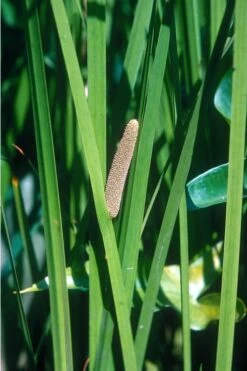 American Sweet Flag (Acorus Americanus) - 1 Gallon Pot -Trees And Plants grass american sedge 500x750 1