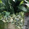 Variegated Algerian Ivy (Hedera Algeriensis 'Gloire De Marengo') - 6 Pack Of Pint Pots -Trees And Plants hedera algeriensis gloire de marengo variegated algerian ivy 102