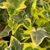 Gold Child Ivy (Hedera Helix) - 10 Pack Of Pint Pots -Trees And Plants hedera helix gold child english ivy 100 1