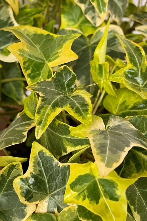 Gold Child Ivy (Hedera Helix) - 10 Pack Of Pint Pots 3 Gold Child Ivy (Hedera Helix) - 10 Pack Of Pint Pots