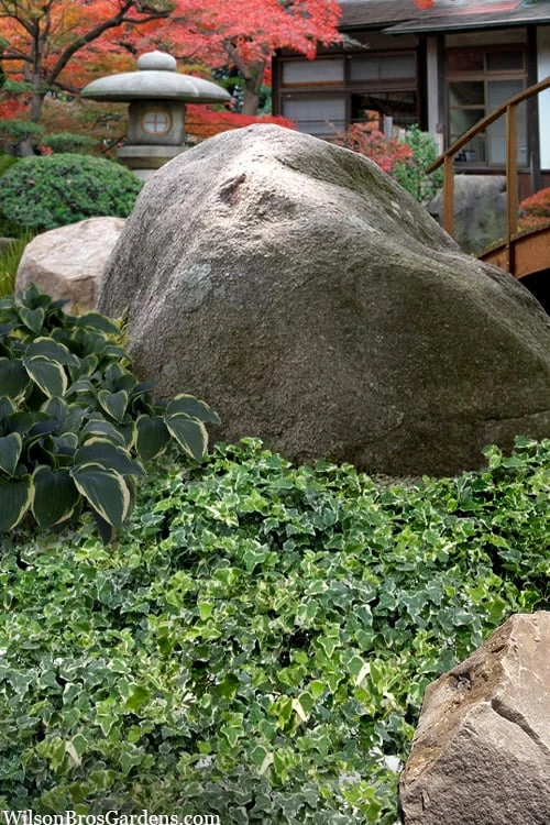 Ingelise English Ivy (Hedera) - 10 Pack Of 4" Pots 3 Ingelise English Ivy (Hedera) - 10 Pack Of 4" Pots