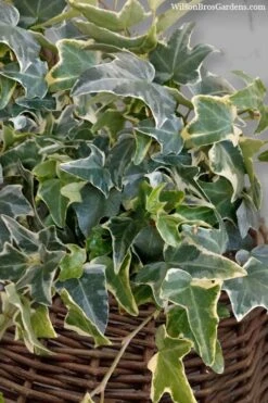 Ingelise English Ivy (Hedera) - 5 Pack Of Pint Pots -Trees And Plants hedera helix ingelise english ivy 6 1