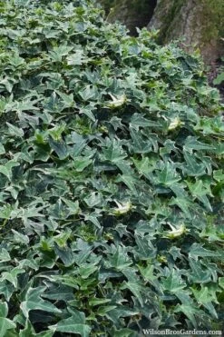 Ingelise English Ivy (Hedera) - 10 Pack Of 4" Pots 12 Ingelise English Ivy (Hedera) - 10 Pack Of 4" Pots -Trees And Plants hedera helix ingelise english ivy 7