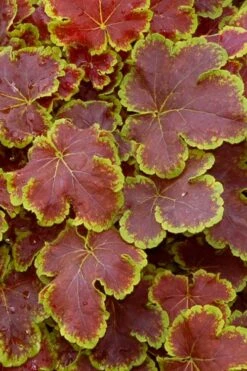 Solar Eclipse Heucherella (Foamy Bells) - 1 Gallon Pot -Trees And Plants heucherella solar eclipse 1