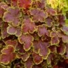 Solar Eclipse Heucherella (Foamy Bells) - 1 Gallon Pot -Trees And Plants heucherella solar eclipse 2