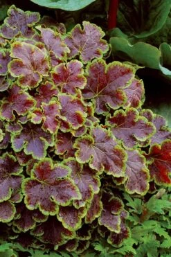 Solar Eclipse Heucherella (Foamy Bells) - 1 Gallon Pot -Trees And Plants heucherella solar eclipse 4