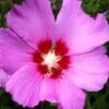 Violet Satin Rose Of Sharon (Hibiscus / Althea) - 3 Gallon Pot