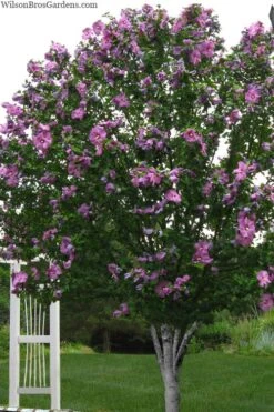 Violet Satin Rose Of Sharon (Hibiscus / Althea) - 3 Gallon Pot -Trees And Plants hibiscus syriacus violet satin rose of sharon 2