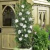 White Pillar Rose Of Sharon - 3 Gallon Pot -Trees And Plants hibiscus syriacus white pillar rose of sharon 21