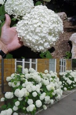 Annabelle Hydrangea - 3 Gallon Pot 18 Annabelle Hydrangea - 3 Gallon Pot -Trees And Plants hydrangea annabelle 2 500x750 1
