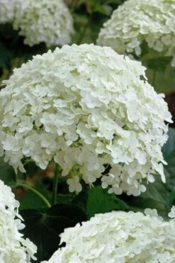 Annabelle Hydrangea - 3 Gallon Pot 19 Annabelle Hydrangea - 3 Gallon Pot -Trees And Plants hydrangea arborescens annabelle 10